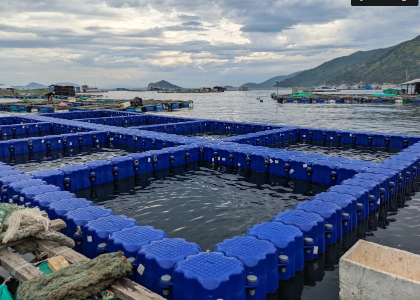 Quảng Ninh hướng đến nuôi trồng thủy sản bền vững với lồng bè HDPE