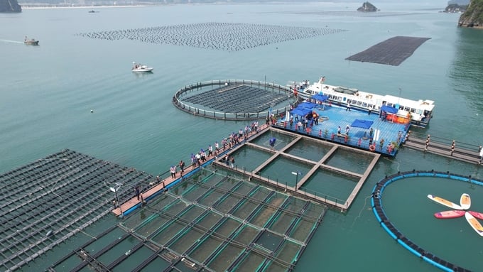 Phao nổi HDPE nuôi nhuyễn thể